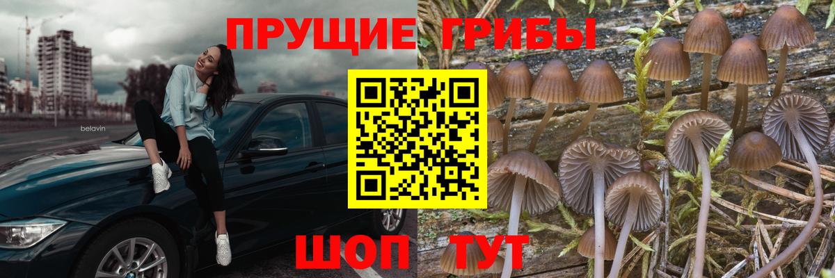 Галлюциногенные грибы MAGIC MUSHROOMS  Вход с VPN  Алатырь  Псилоцибиновые грибы Psilocybe 